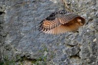 Hibou grand-duc juvénile (Massif ardennais)