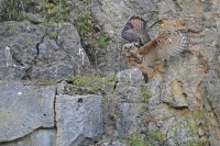 Hibou grand-duc juvénile (Massif ardennais)