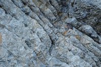 Hibou grand-duc (Jura)