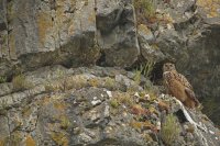 Hibou grand-duc femelle (massif ardennais)