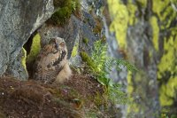 Hibou grand-duc juvénile (Massif ardennais)