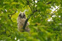 Hibou moyen-duc (Aisne)