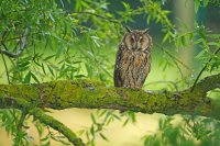 Hibou moyen-duc (Aisne)