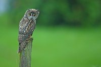 Hibou moyen-duc (Aisne)