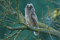 Hibou moyen-duc juvénile (Aisne)