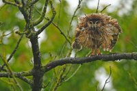 Hibou moyen-duc (Aisne)