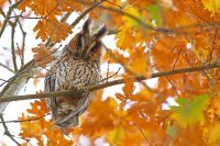Hibou moyen-duc (Haute-Marne)