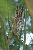 Hibou moyen-duc (Haute-Somme)