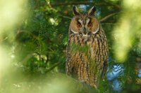 Hibou moyen-duc (Haute-Somme)