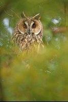 Hibou moyen-duc (Haute-Somme)