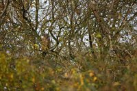 Hibou moyen-duc (Haute-Somme)
