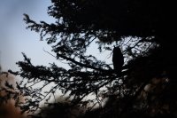 Hibou moyen-duc (Haute-Somme)