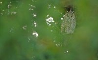 Hibou moyen-duc (Haute-Somme)