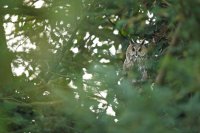 Hibou moyen-duc (Haute-Somme)