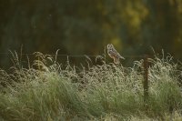 Hibou moyen-duc (Haute-Somme)
