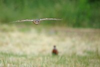 Hibou moyen-duc (Haute-Somme)