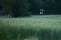 Hibou moyen-duc (Haute-Somme)