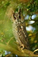 Hibou moyen-duc (Haute-Somme)