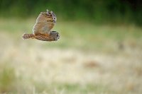 Hibou moyen-duc (Haute-Somme)