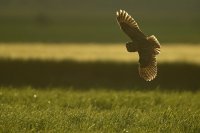 Hibou moyen-duc (Somme)