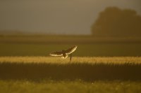 Hibou moyen-duc (Somme)