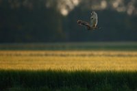 Hibou moyen-duc (Somme)