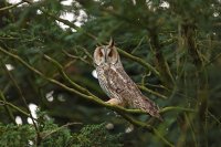 Hibou moyen-duc (Somme)