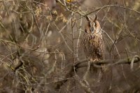 Hibou moyen-duc (Somme)