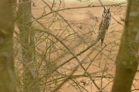 Hibou moyen-duc (Somme)