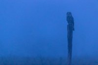 Hibou moyen-duc (Somme)