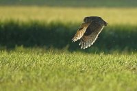 Hibou moyen-duc (Somme)