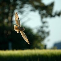 Hibou moyen-duc (Somme)