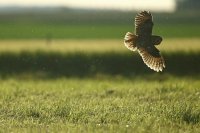 Hibou moyen-duc (Somme)