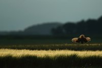 Hibou moyen-duc (Somme)