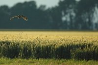 Hibou moyen-duc (Somme)