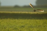 Hibou moyen-duc (Somme)