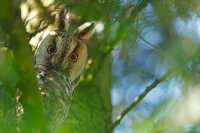 Hibou moyen-duc (Thiérache ardennaise)