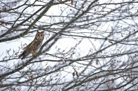 Hibou moyen-duc (Thiérache axonaise)