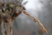 Hibou moyen-duc (Thiérache axonaise)