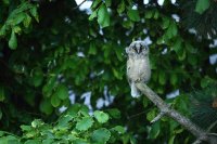 Hibou moyen-duc juvénile (Somme)