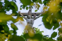Hiboux moyens-ducs poussins (Picardie)