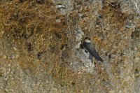 Hirondelle de rivage (Somme)