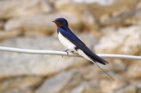 Hirondelle rustique (Belledonne)