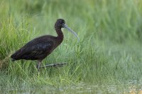 Ibis falcinelle (Basse-vallée de l'Aude)