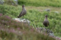 Labbes parasites (Highlands, Ecosse)