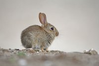 Lapin de garenne (côte picarde)
