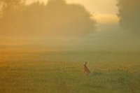 lapin de garenne (Somme)
