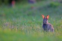 Lapin de garenne juvénile Somme)