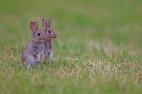 Lapins de garenne juvéniles (Somme)