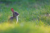 Lapin de garenne juvénile Somme)